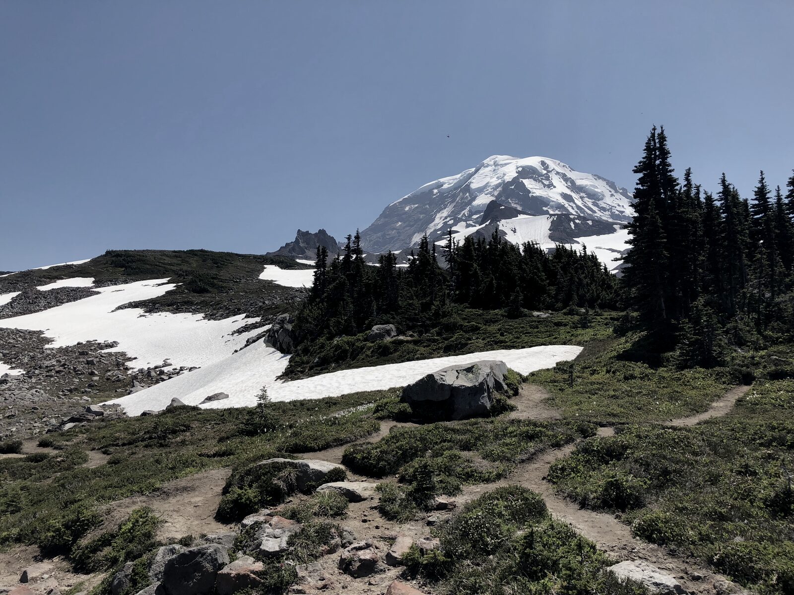 Avalanche lilies at Spray Park, Mt. Rainier