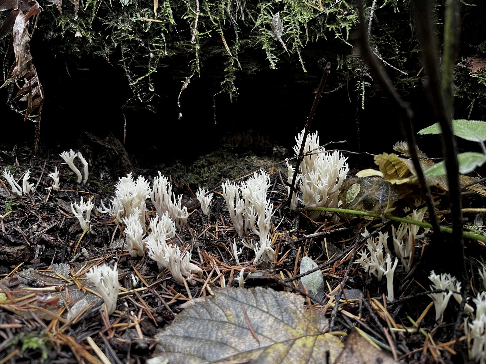 A colony of white coral fungus rising from dark moss and pine-needle litter