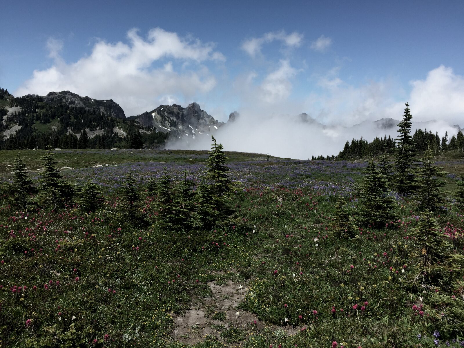Wildflowers and breaking cloud at Spray Park, Mt. Rainier