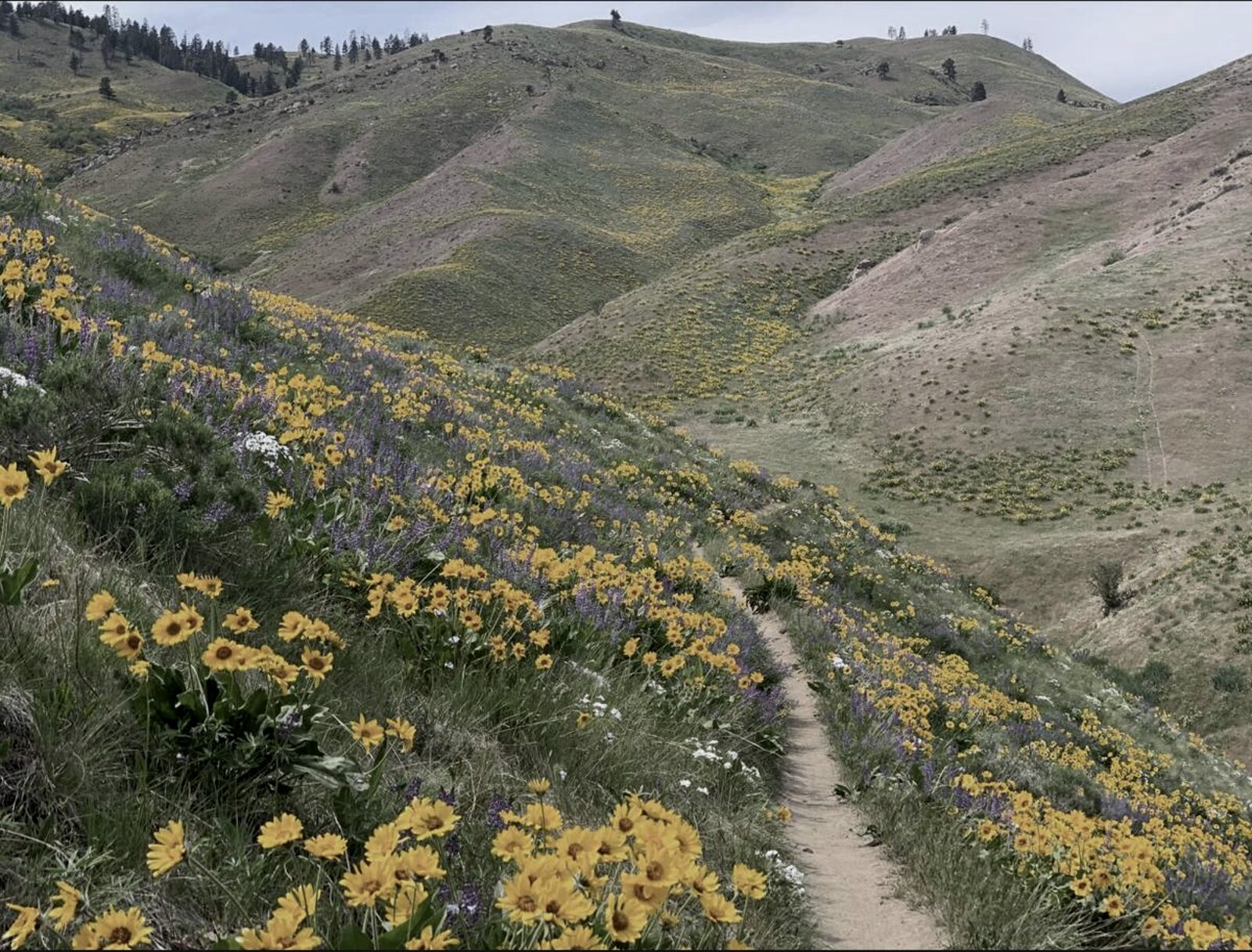 Wildflower trail at Sage Hills, Wenatchee