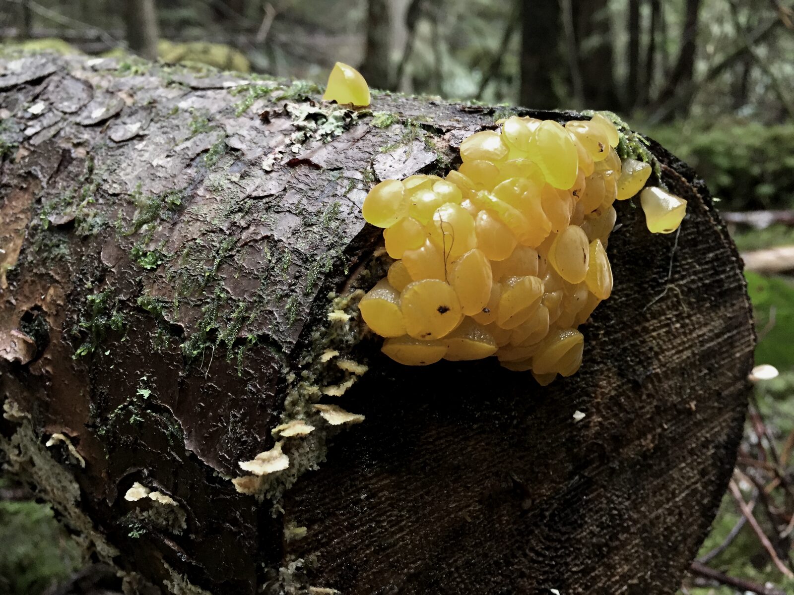 A colony of bright yellow witch's-butter fungus emerging from moss-covered fallen logs on the forest floor